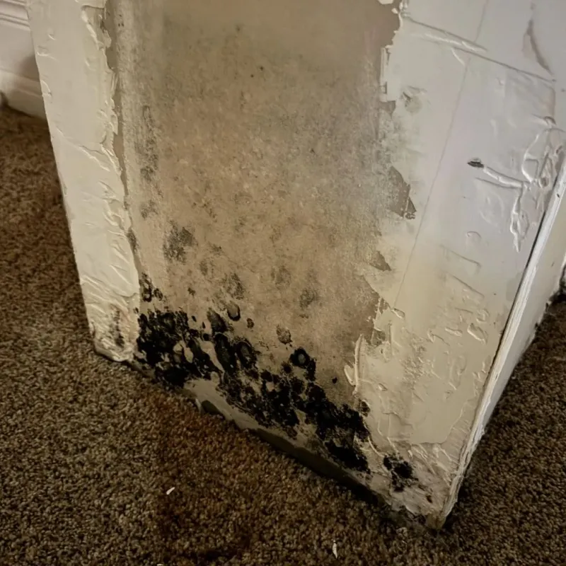 Professional Mold Removal in Highland, IN